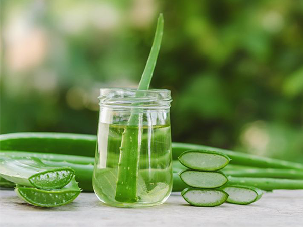 Cách làm sữa tắm nha đam trắng da nhanh chóng