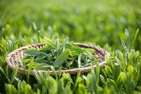 Cách làm sữa rửa mặt tự nhiên từ lá chè xanh